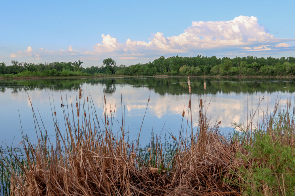 Cattails in the foreground, puffy clouds reflected in the water of the Baker University Wetlands, and leafy green trees in the background